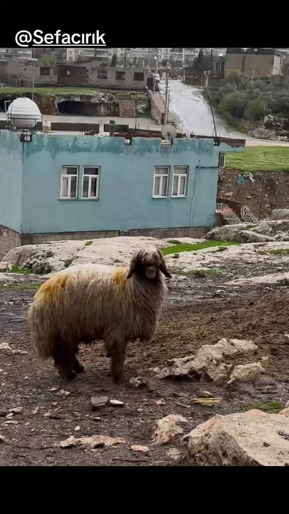 @Sefa cırık