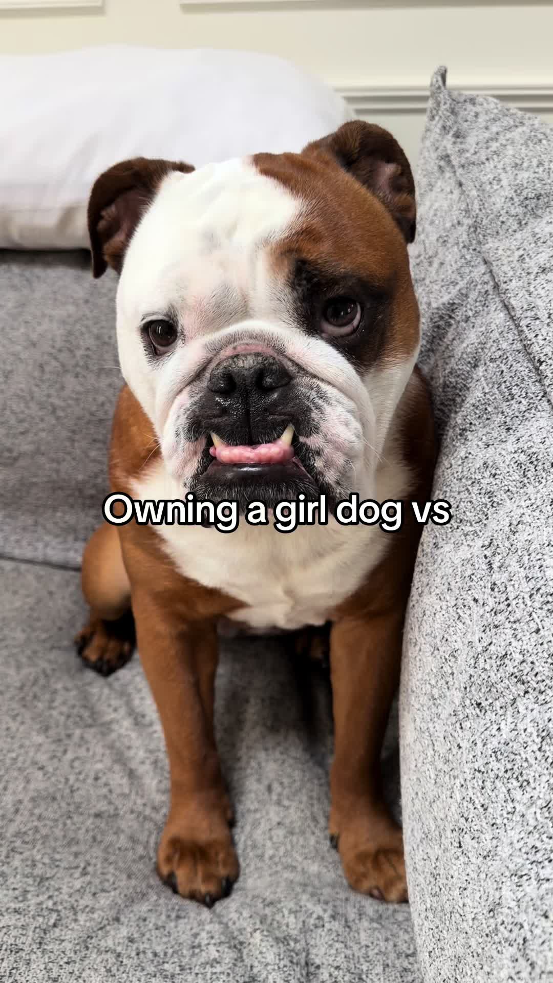 @Poptart & Patches