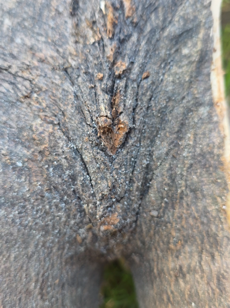 @Pedinac 🦂