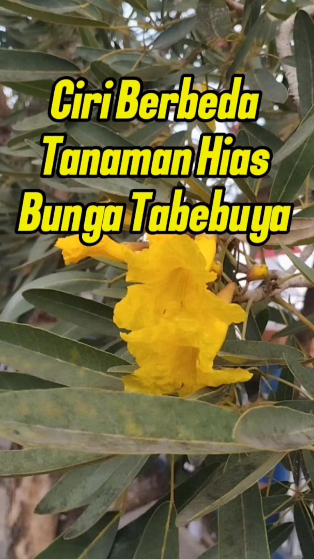@Bukit Farming