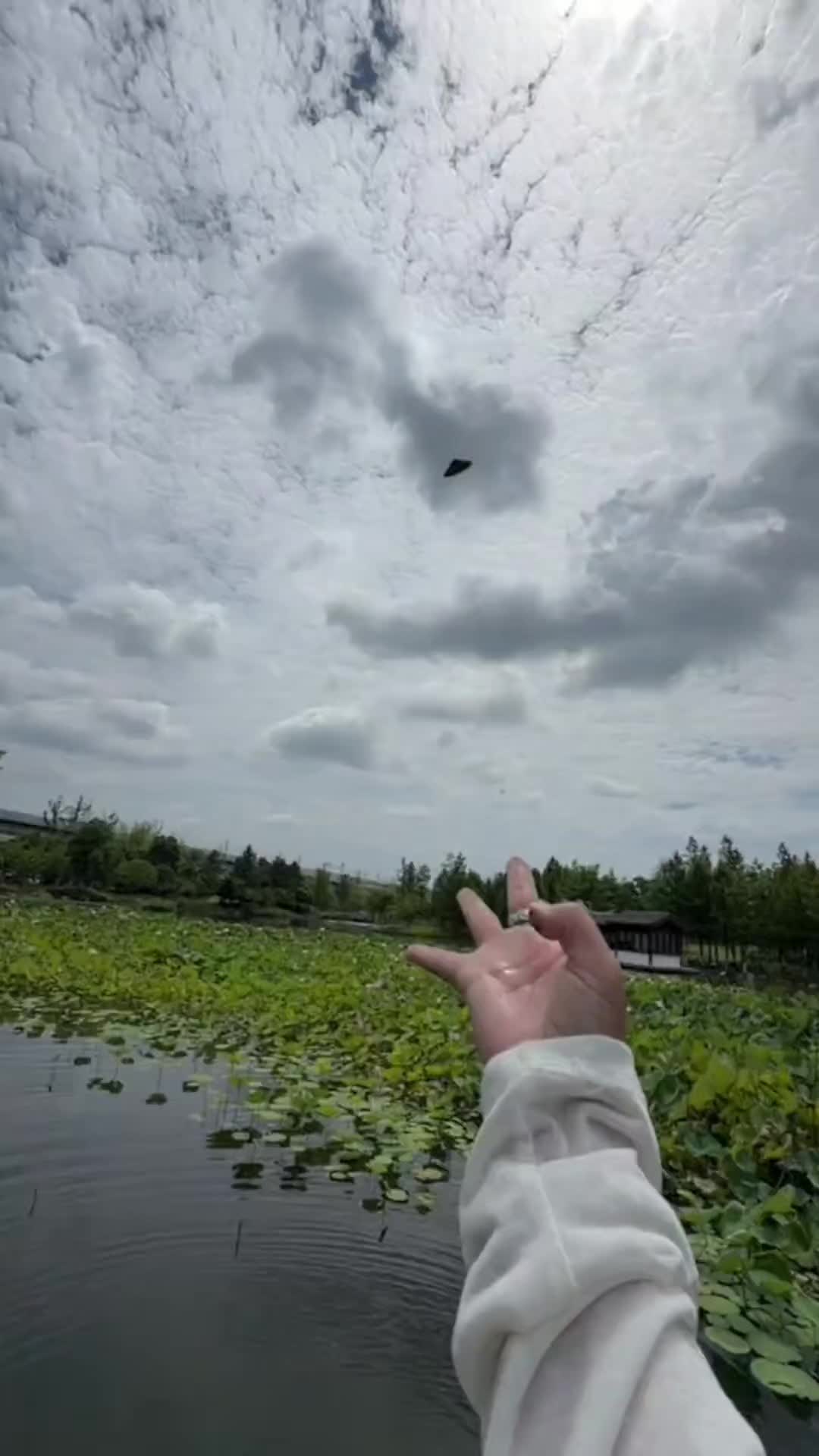 @陈丽娟 感恩遇见与关注谢谢🍀