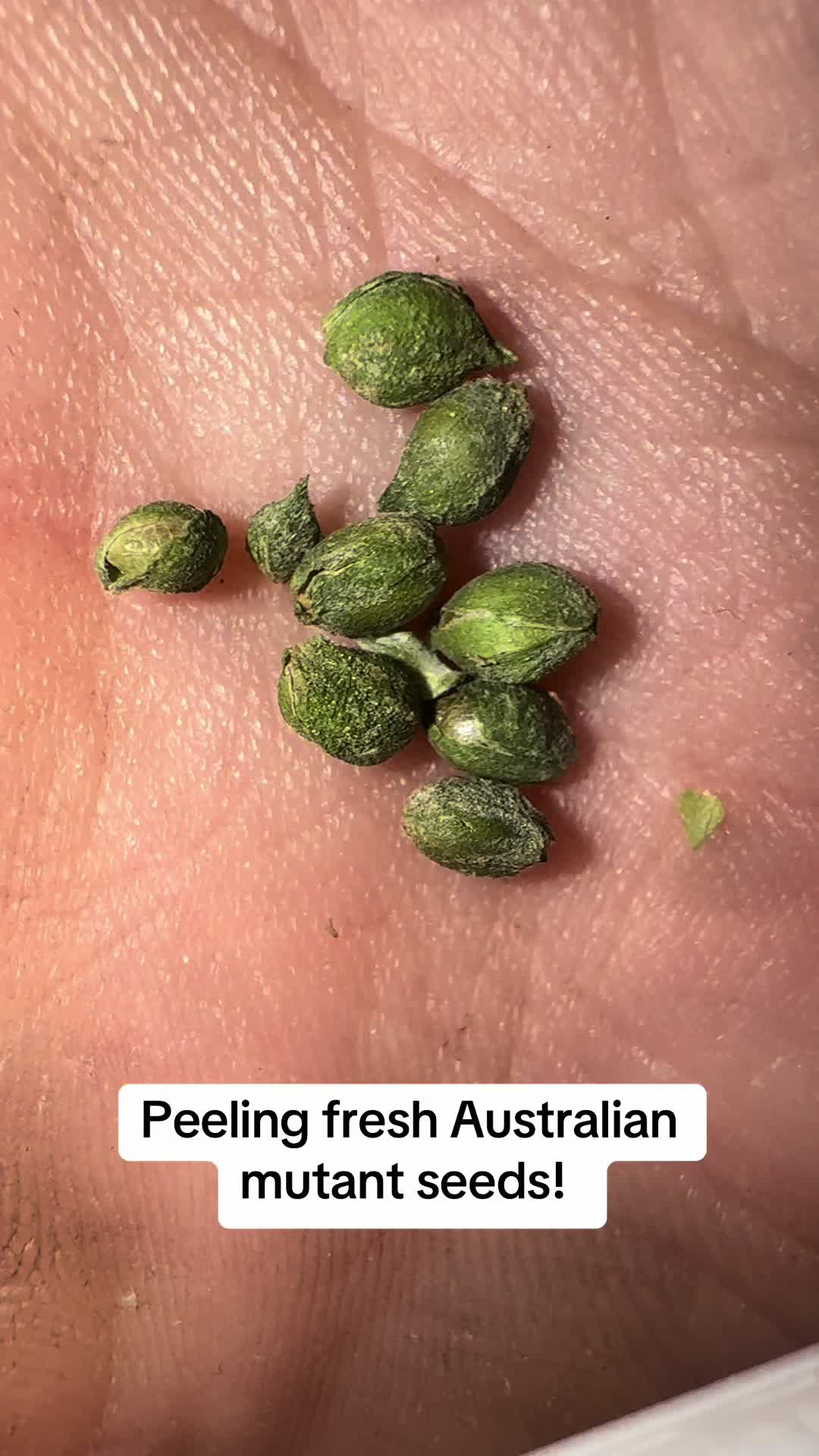@SEEDTIVA