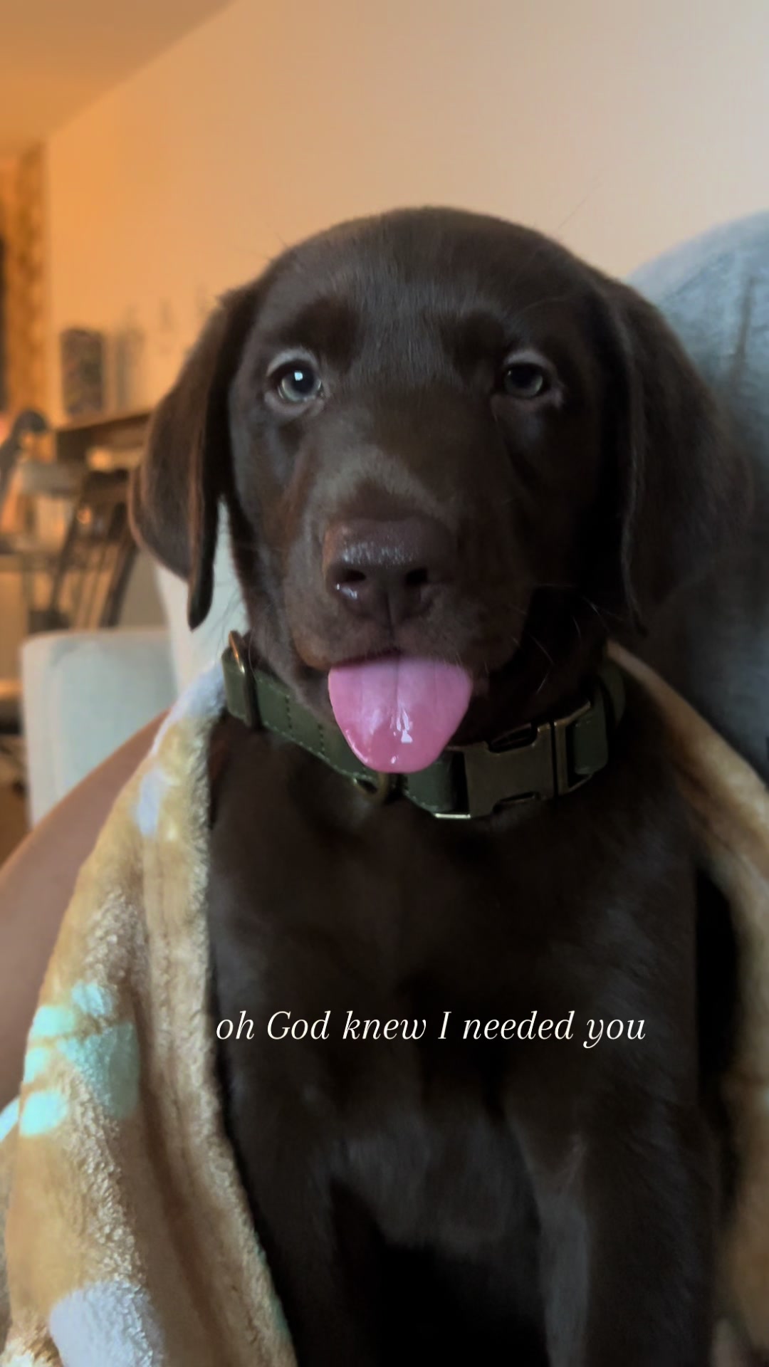 @Apollo the Choc Lab 🤎