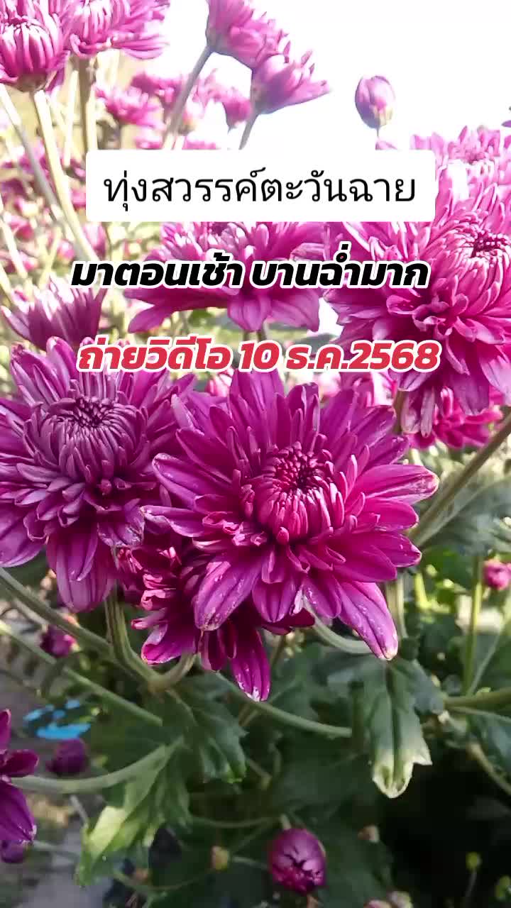 @ปักหมุดสิ่งดีทำให้ต่อเนื่อง🎯