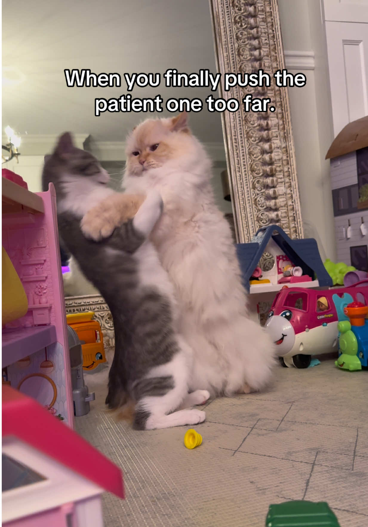 @Krista & Cats: BamBam & Bonnie