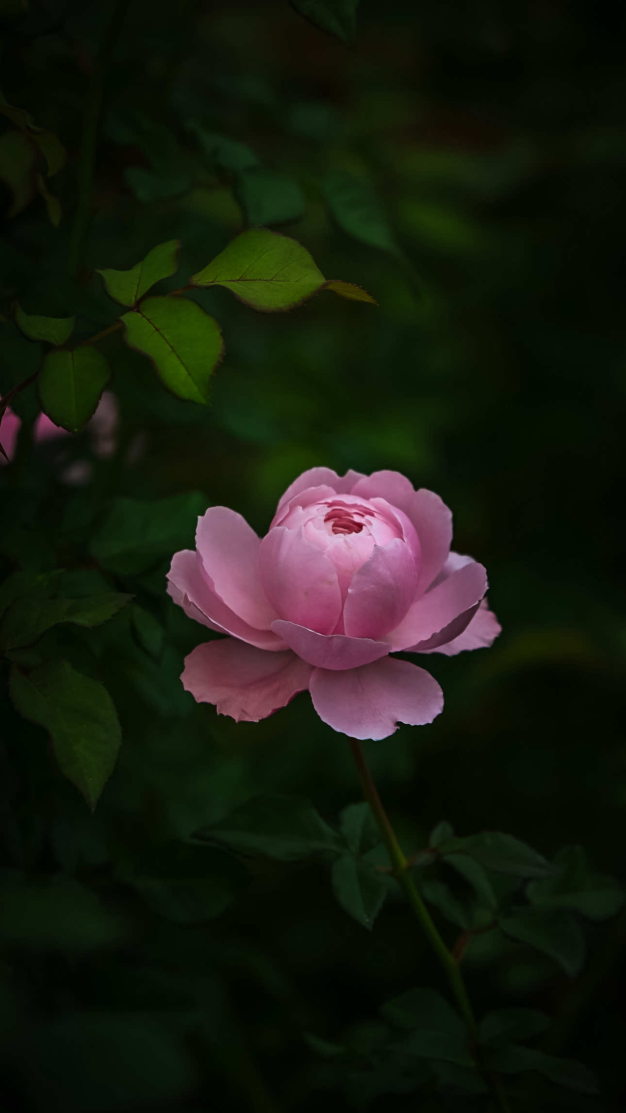 @𝑻𝒂̂𝒏 𝑻𝒉𝒊