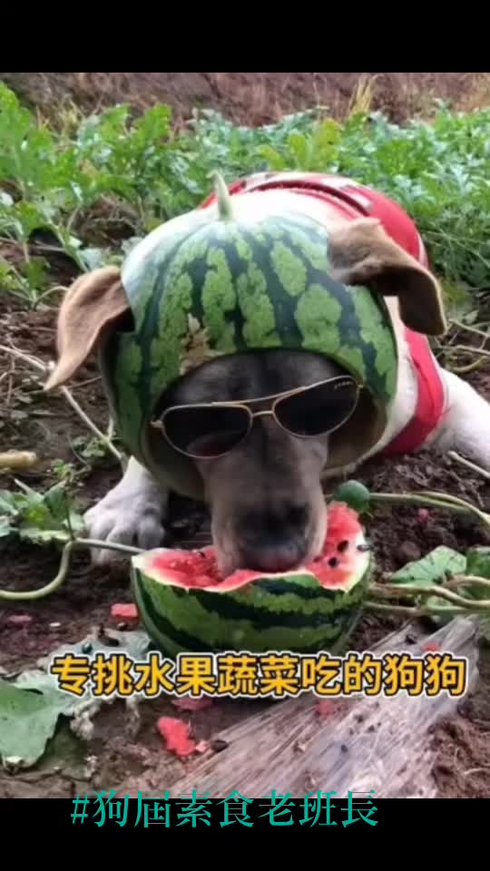 @龍寶兒在台灣