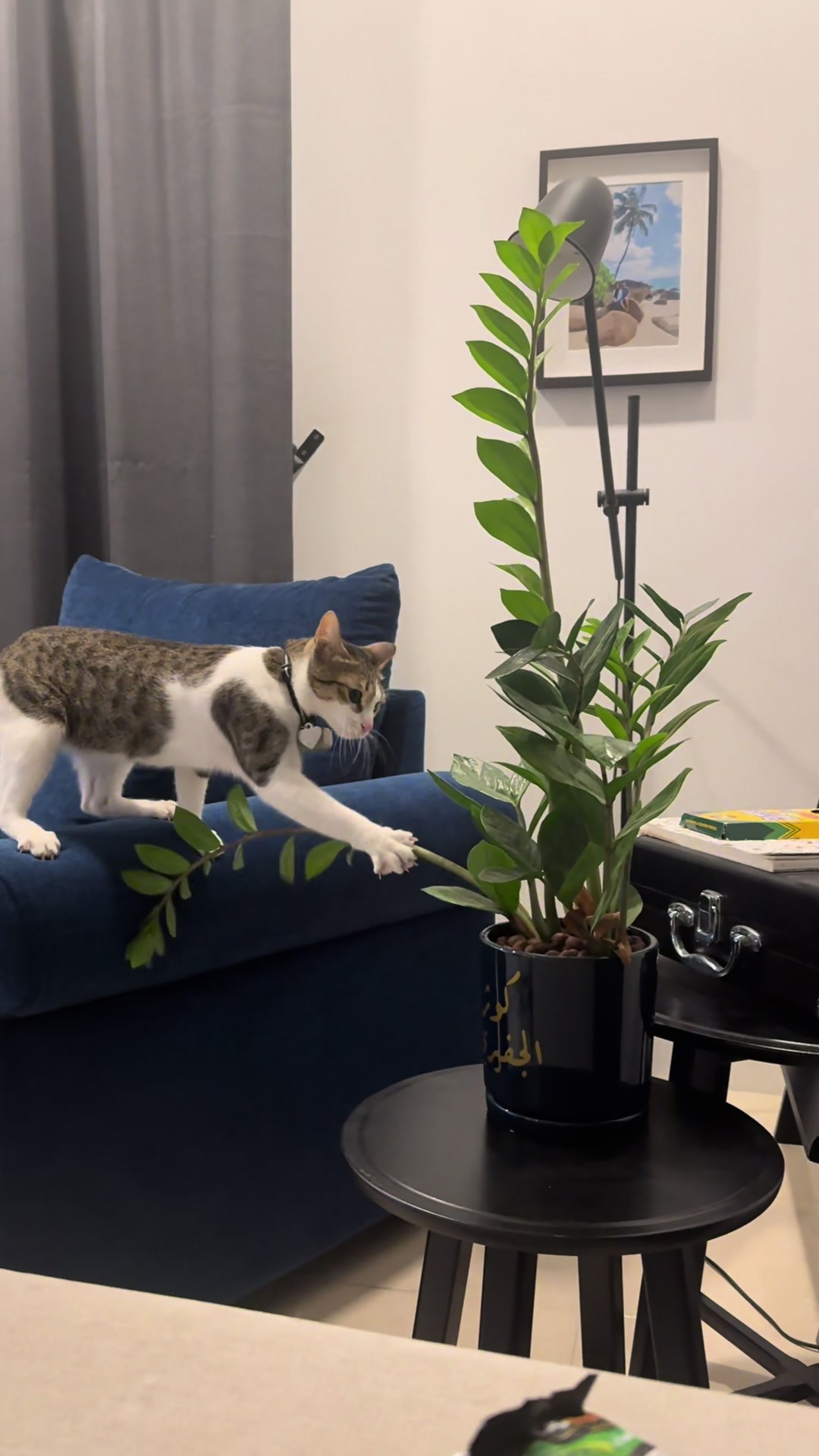 @Mahbooba The Cat