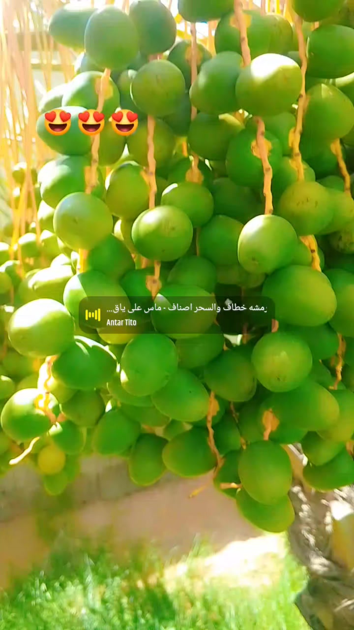 @Gulzar 🇸🇦