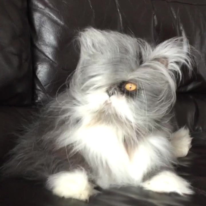 @atchoumthecat