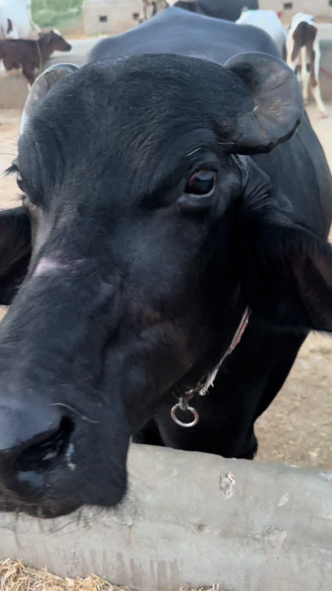 @Jutt Dairy Farm