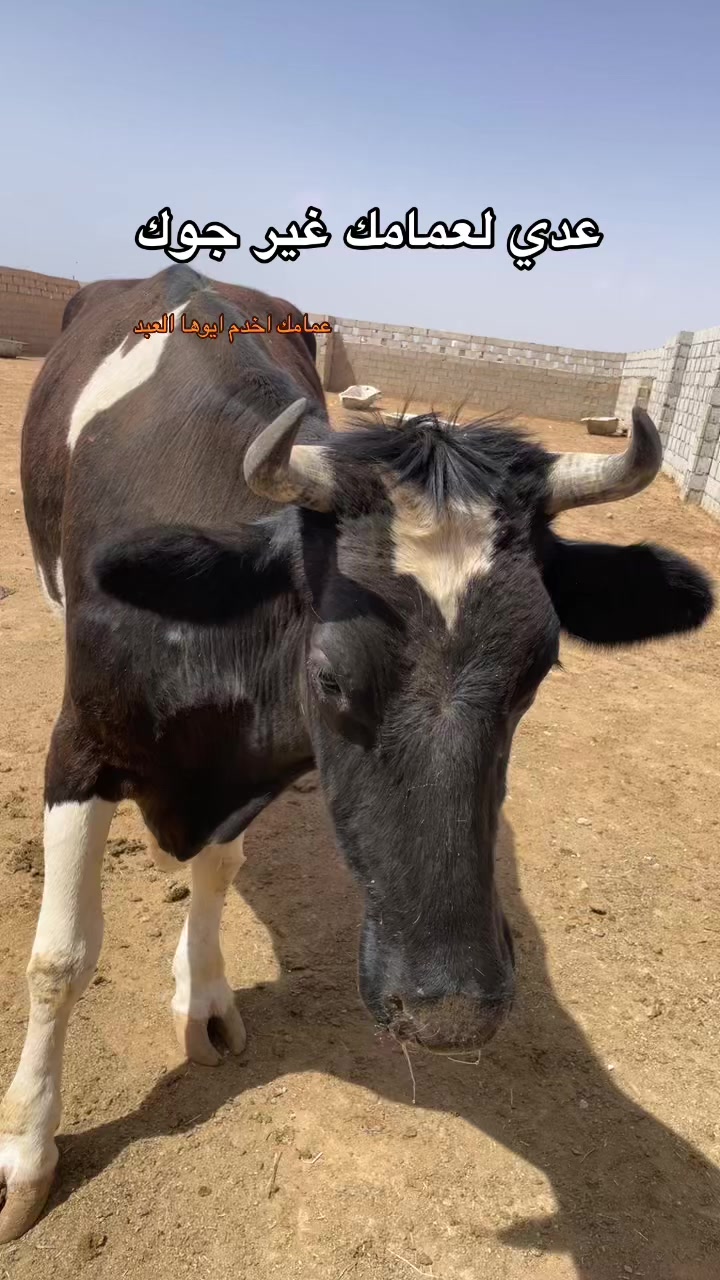 @Malek Ahmed 🪢 || مالك احمد