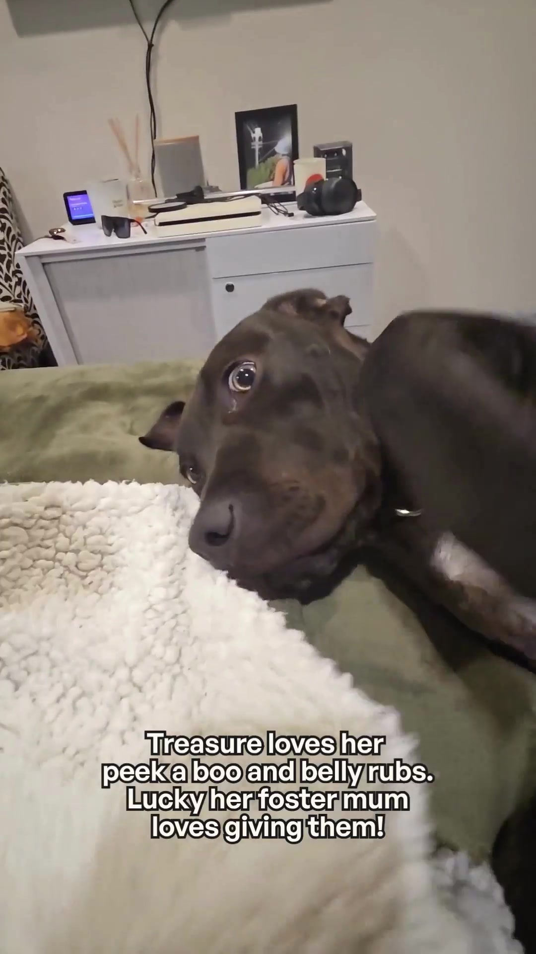 @Auckland Puppy Rescue