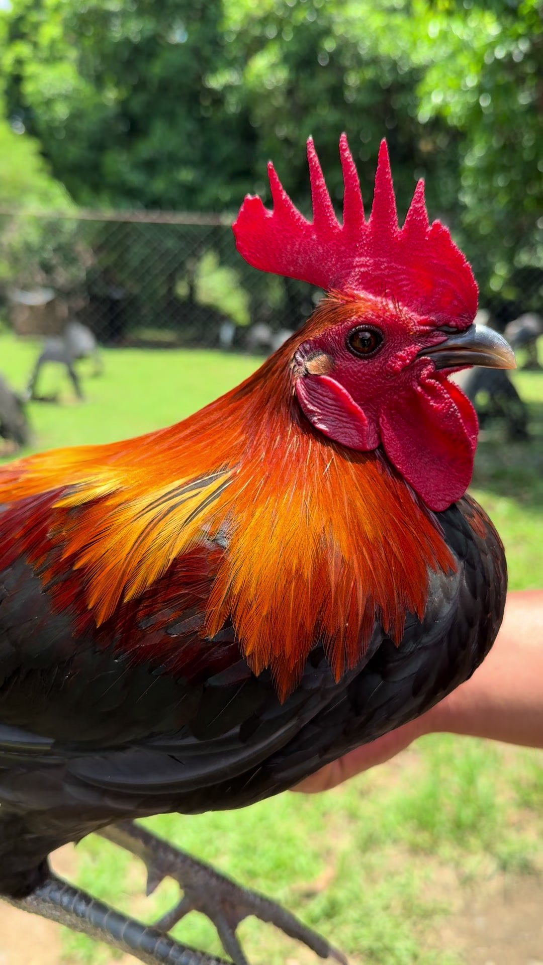 @LA GAME FARM