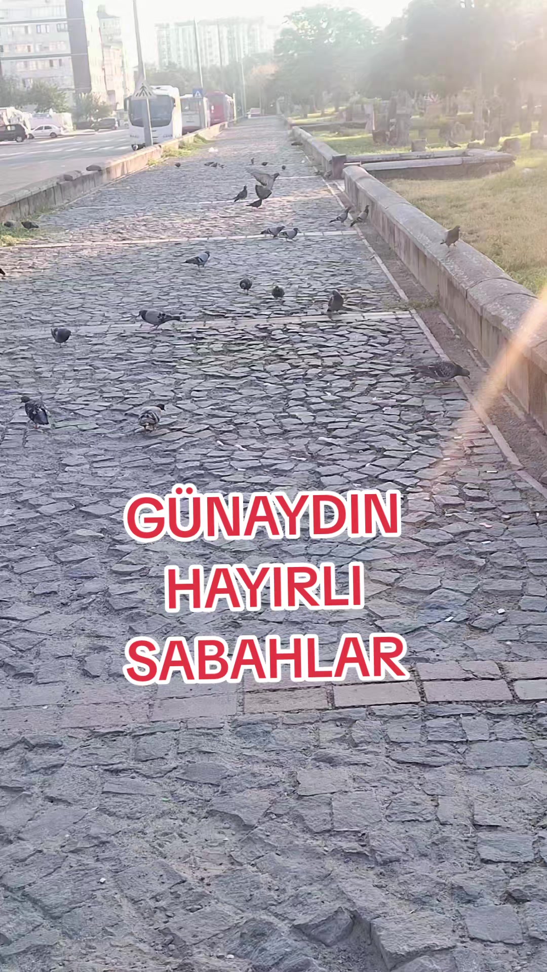 @gulvehsrn
