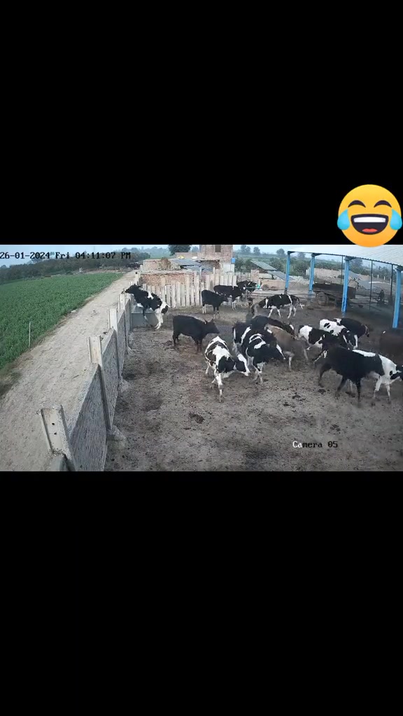 @Hayya Daires ٹوبہ Tts