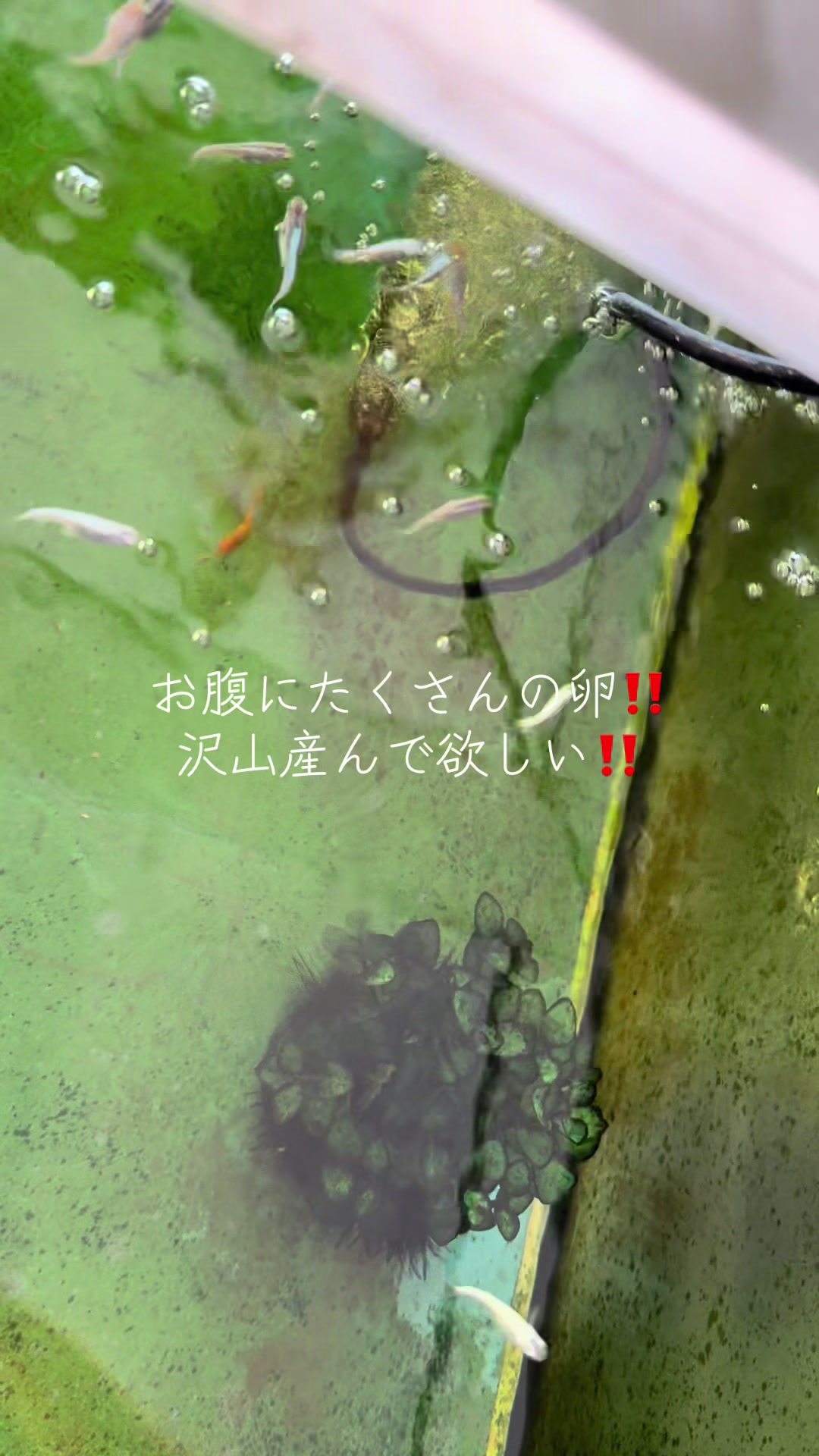 @デブデブ船長