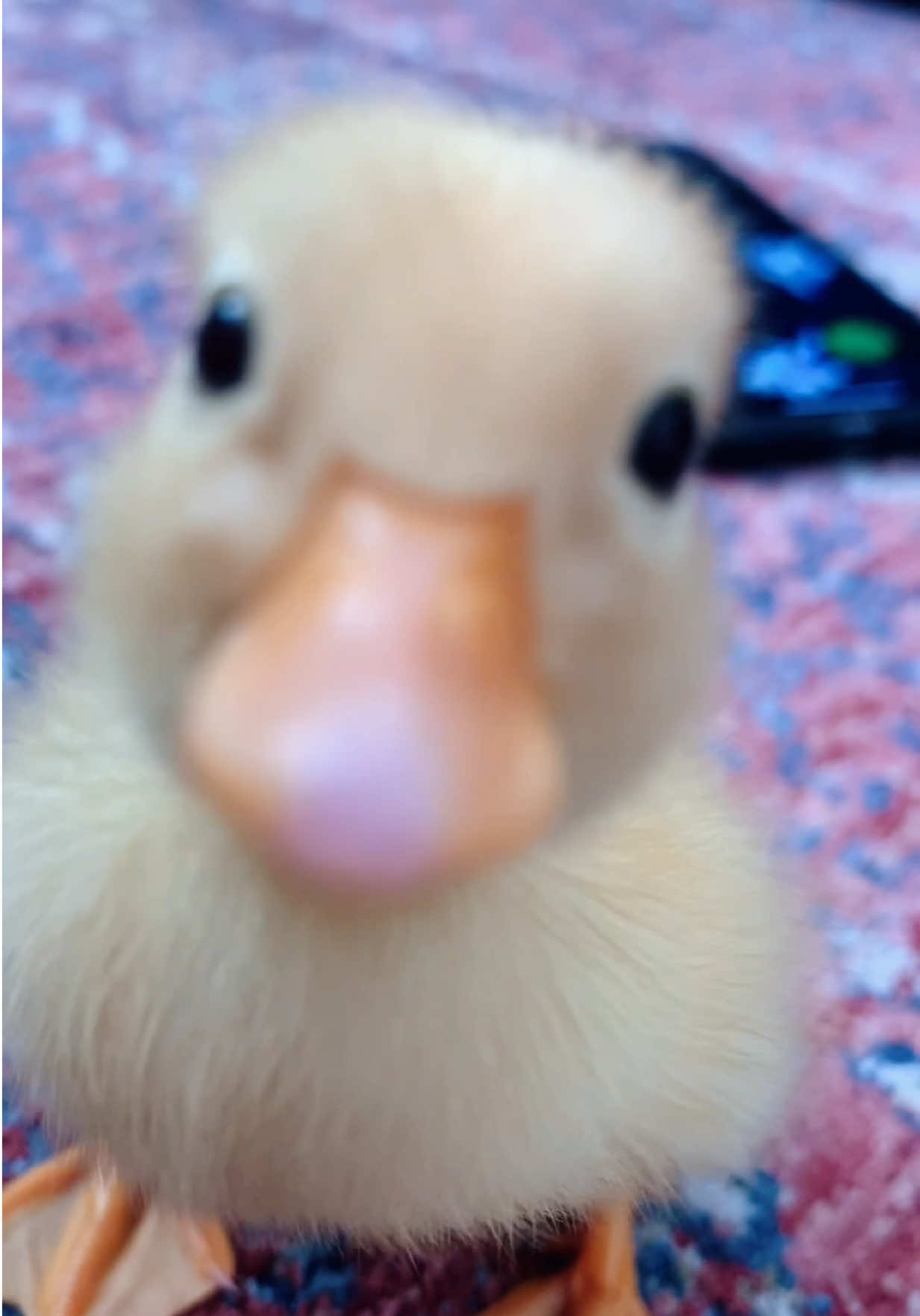 @ducks_in_space🪿🪿💦