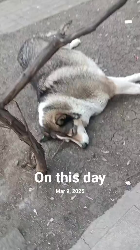 @Drooly Doggy