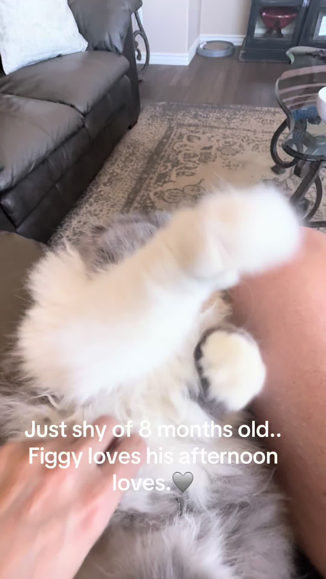 @Biscotti & Figaro
