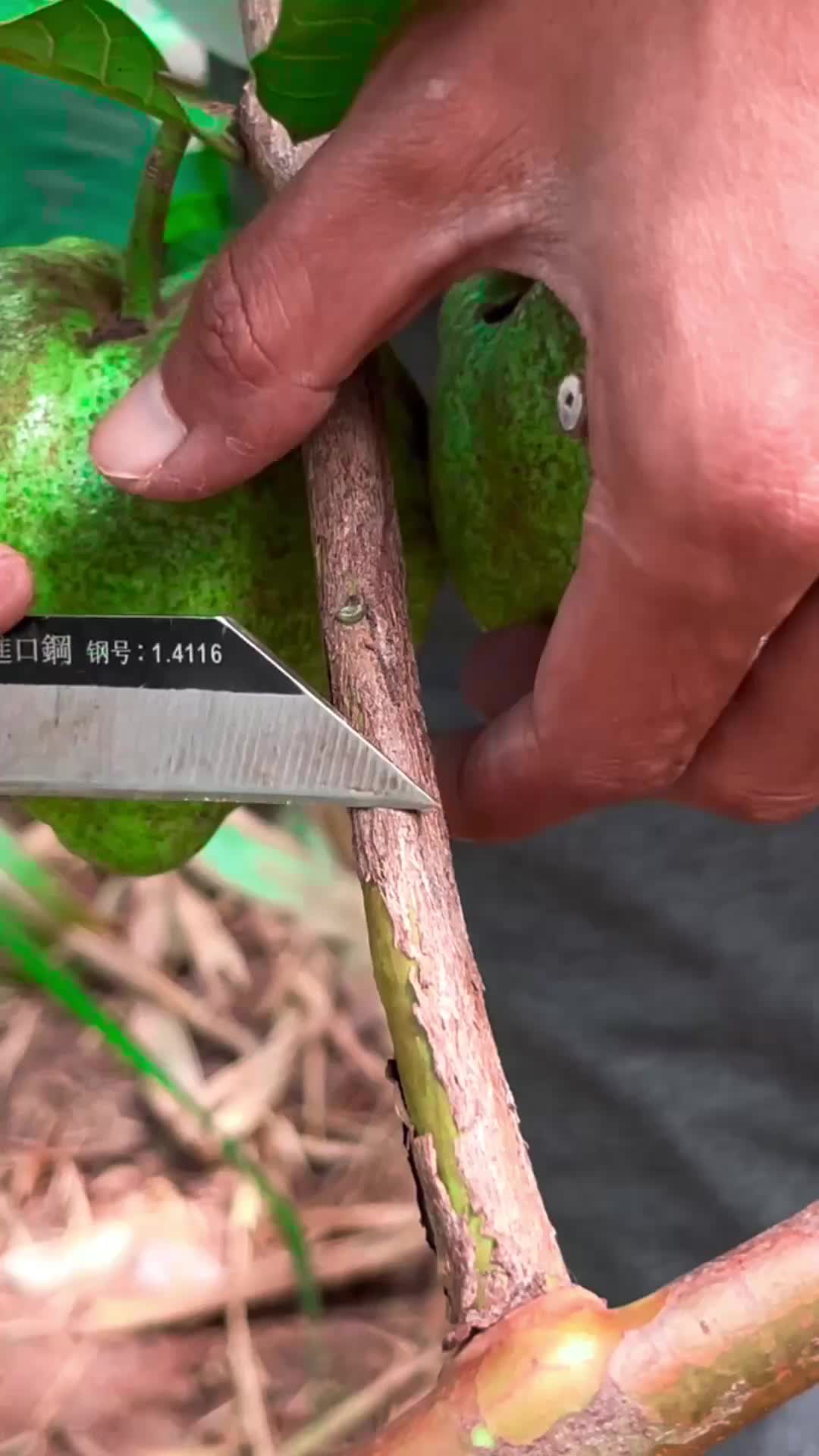 @GardeningFruits