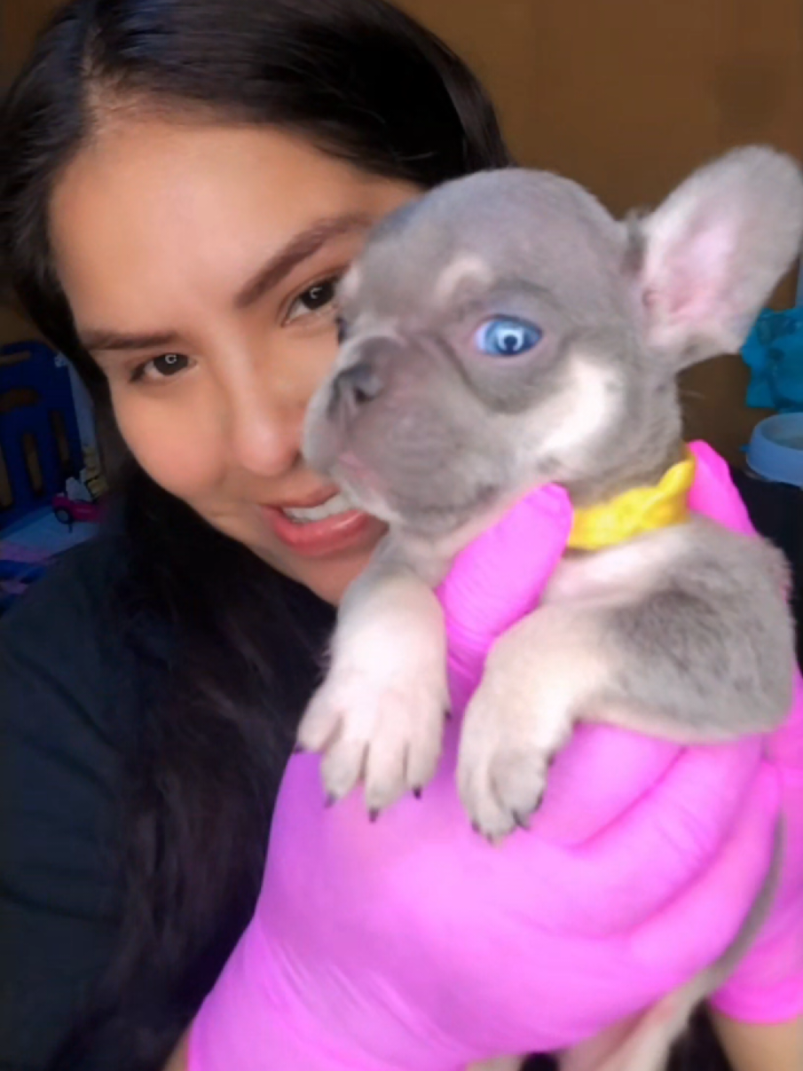@🇵🇪 IMPERIO SIAMÉS 🇵🇪