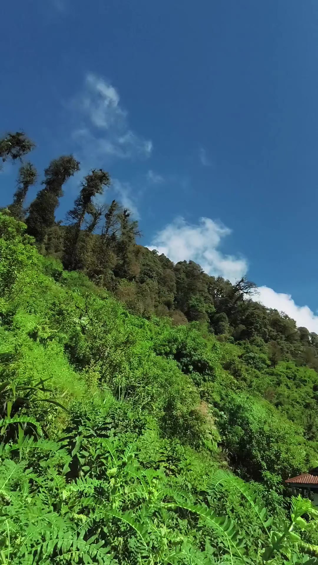 @चाम्लिङ राई  🇳🇵🇳🇵💐💐🥀🥀