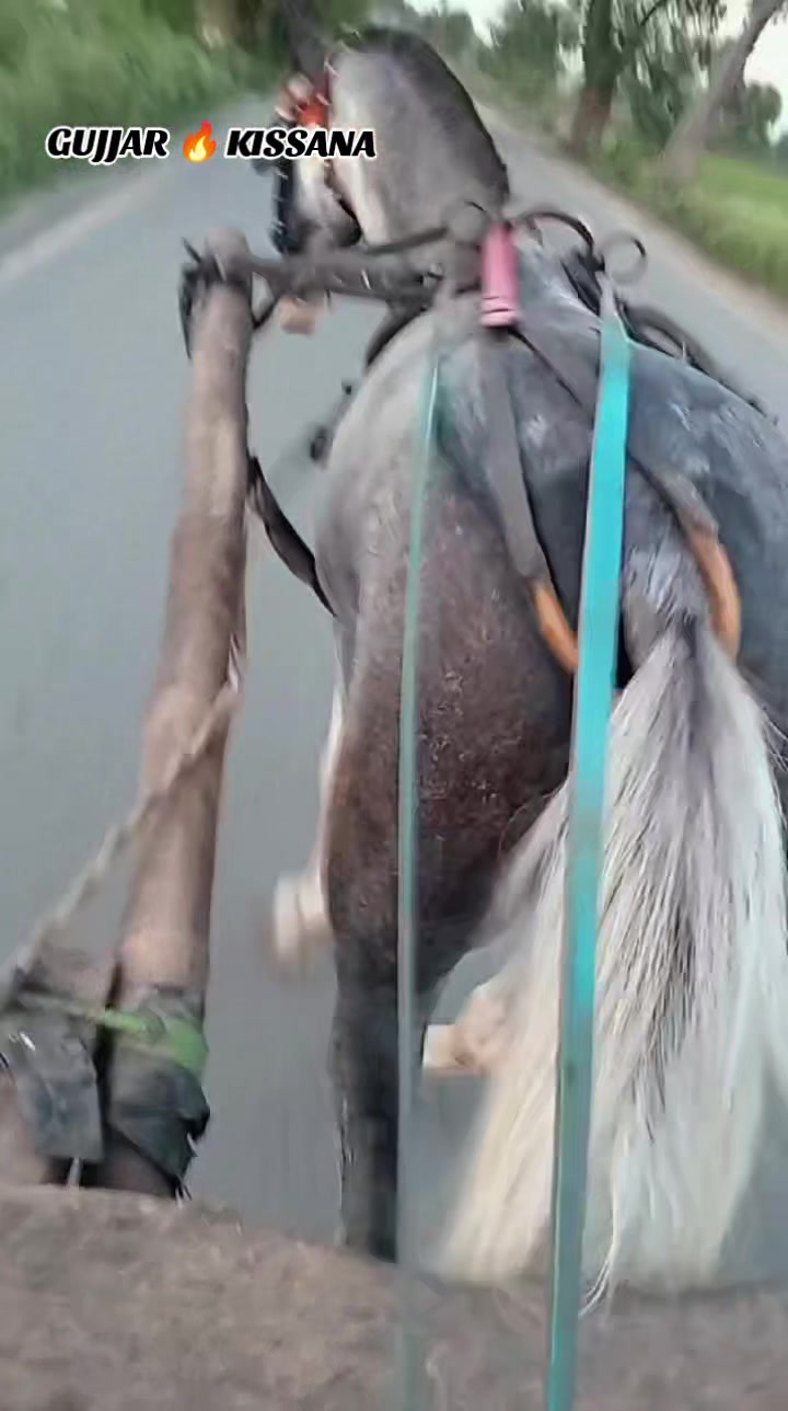@𝐆𝐔𝐉𝐉𝐀𝐑 𝐊𝐈𝐒𝐒𝐀𝐍𝐀55