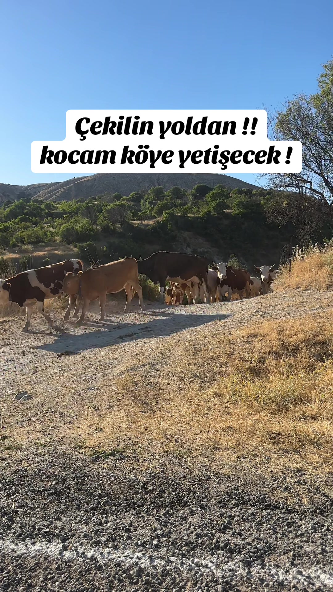 @Havva turan