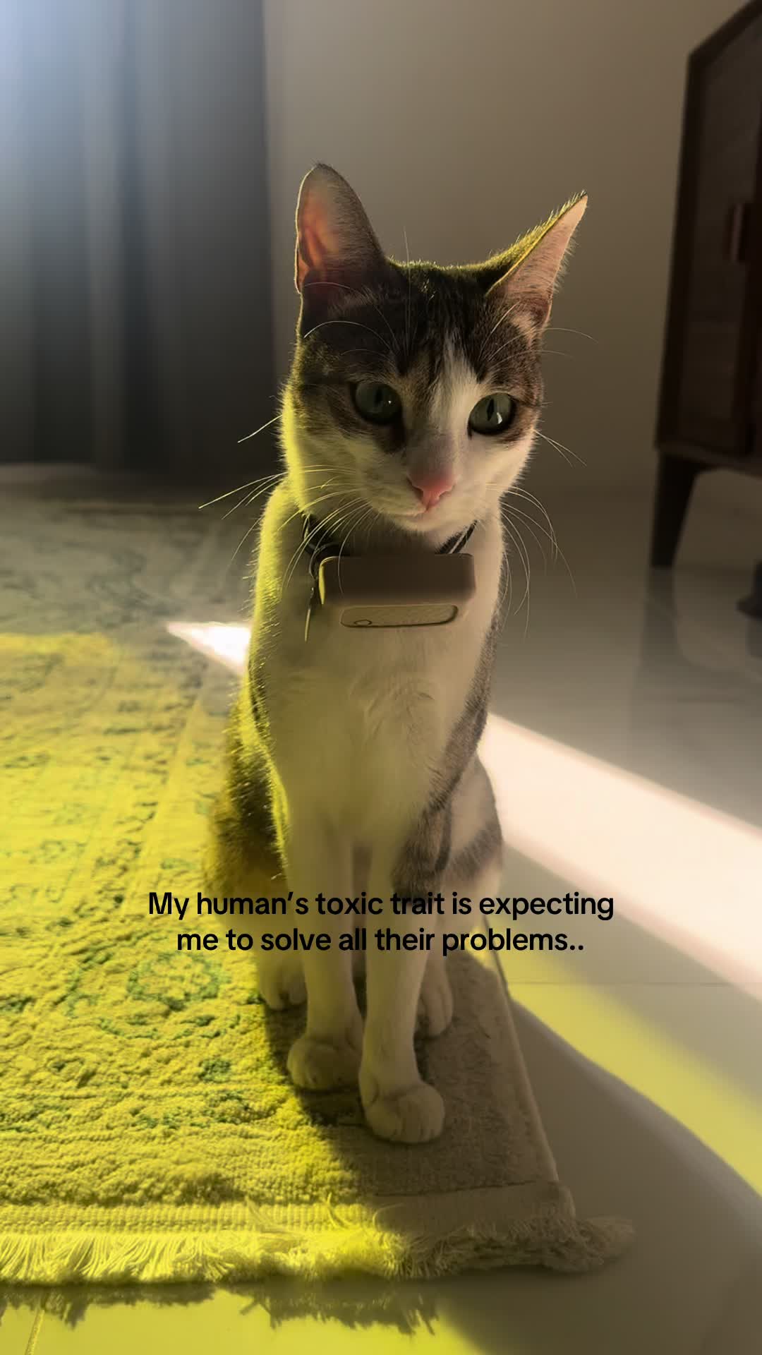 @Mahbooba The Cat