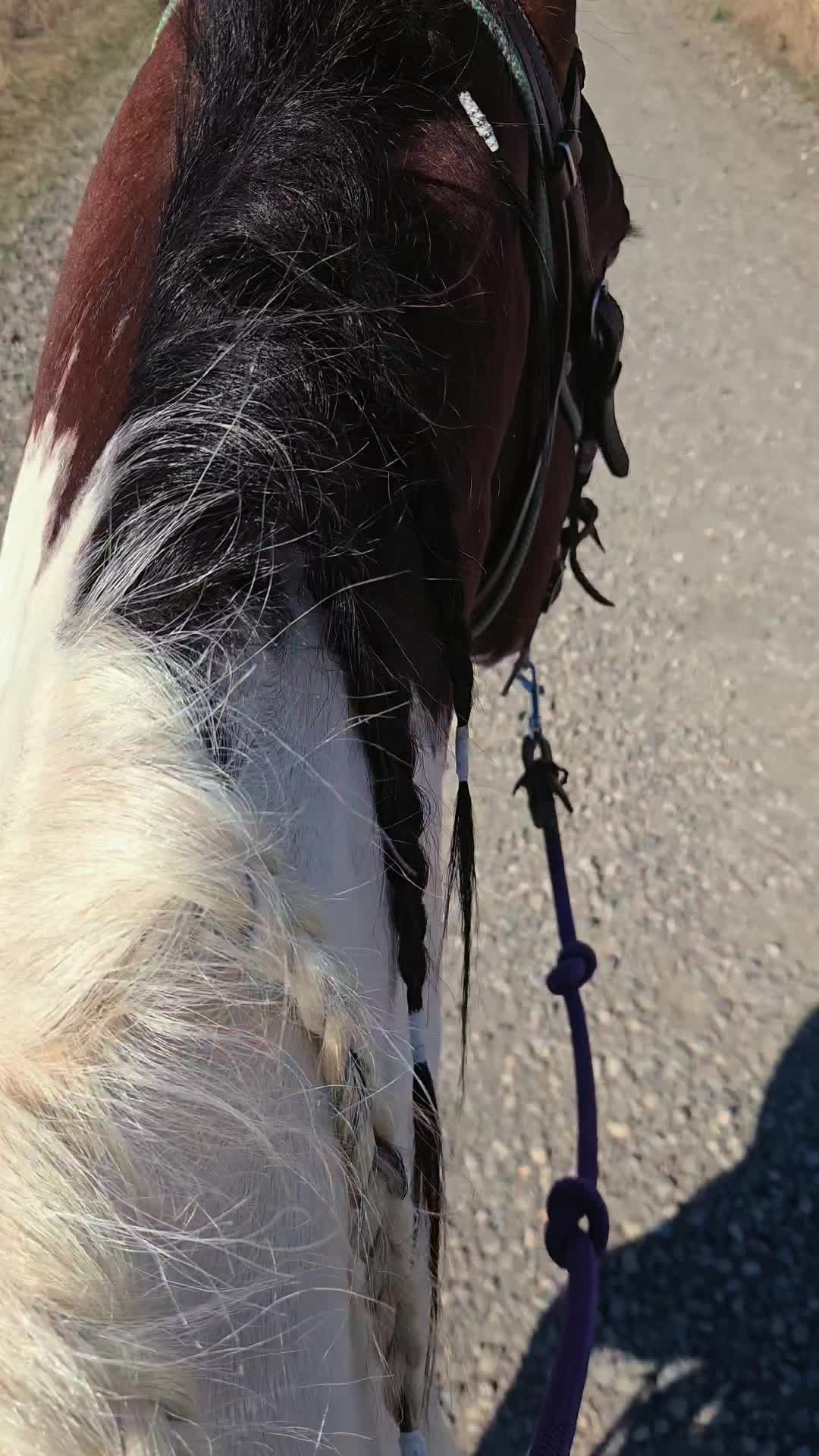 @Cowgirl Tuff Colt Training ❤️