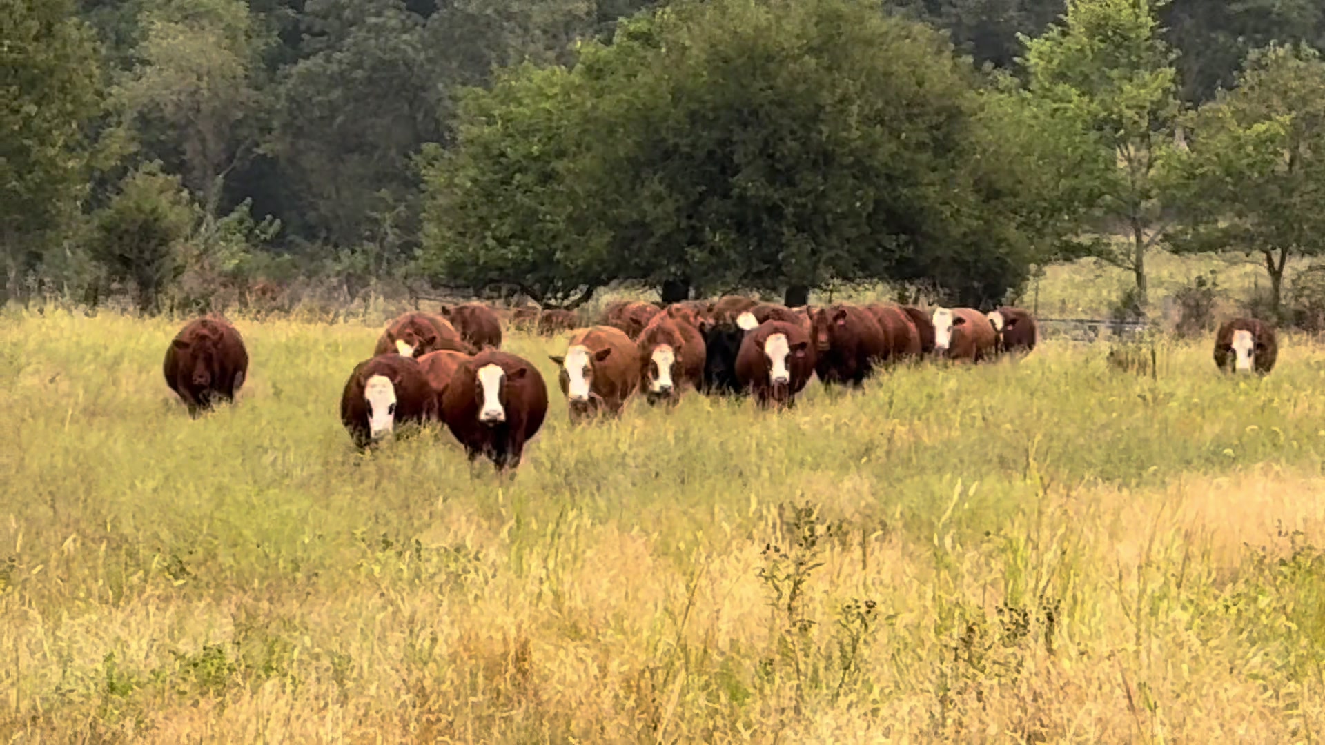 @Massey Land & Cattle