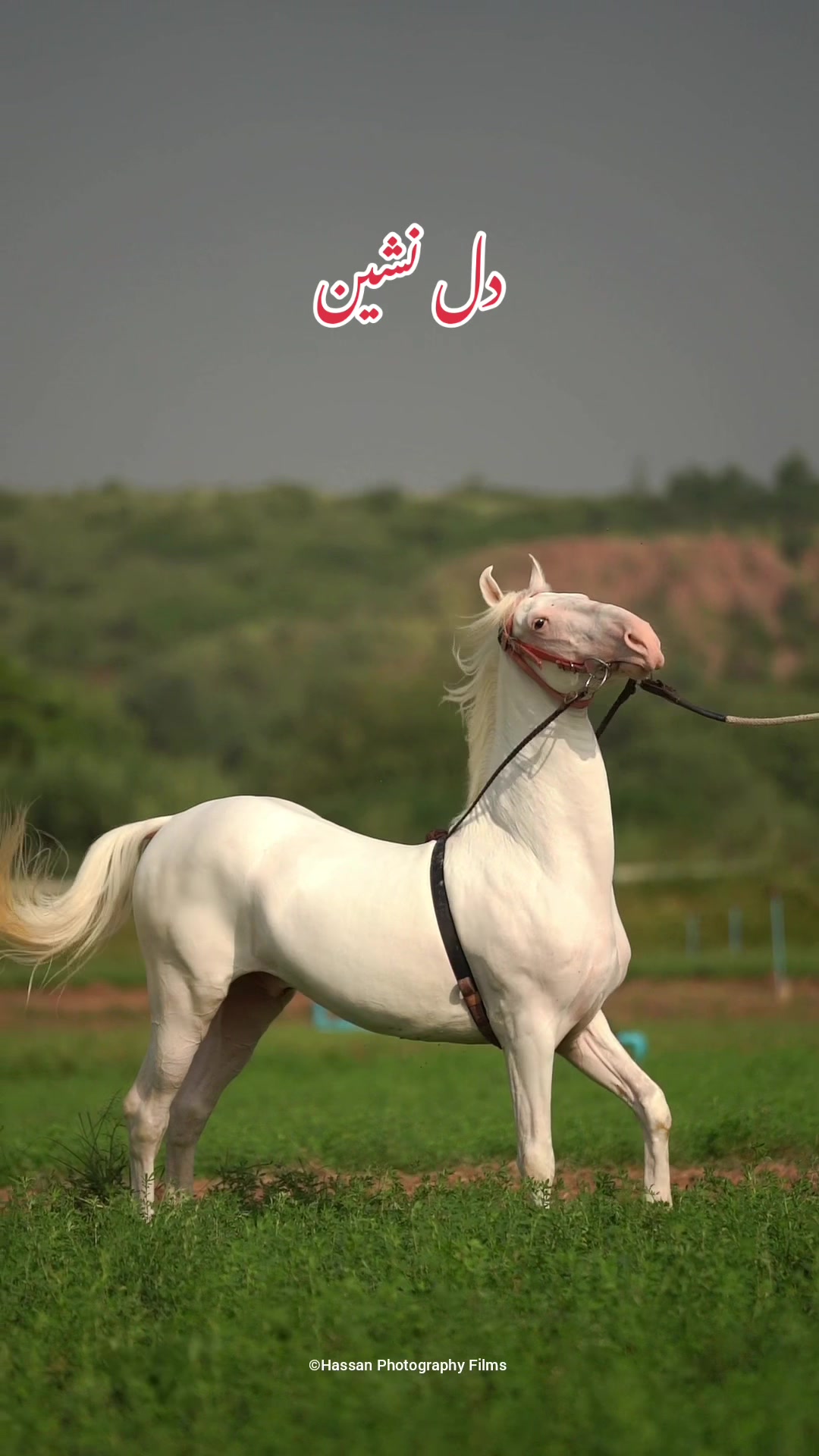 @SUNRISE STUD FARMS RAWALPINDI
