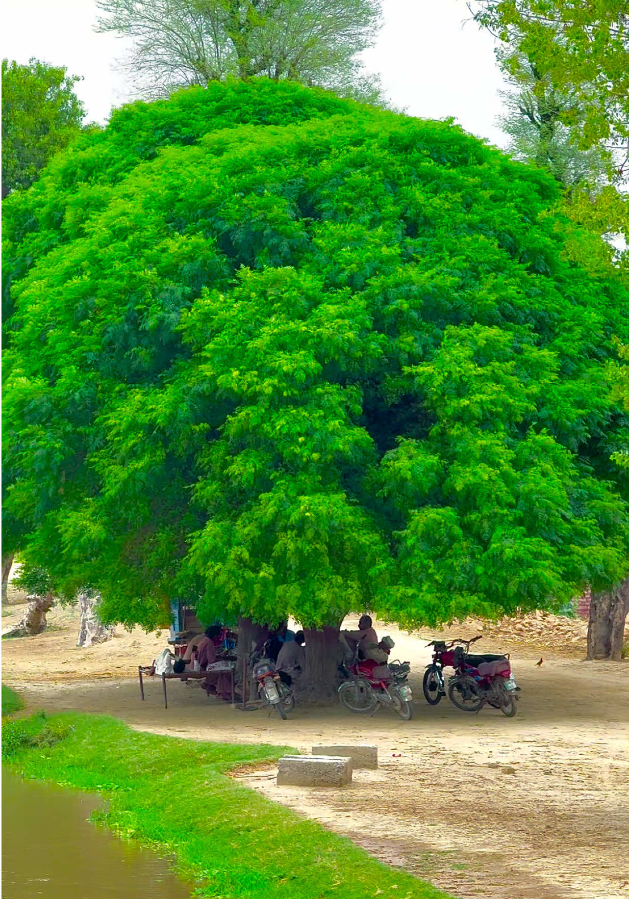 @🌾میں۔ میرا۔ پنڈ🎋