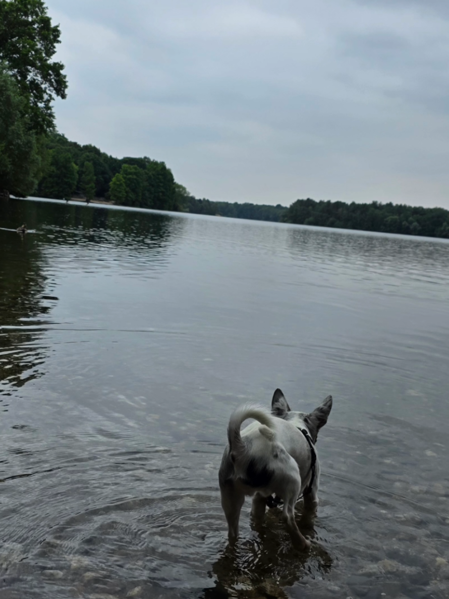 @Jerry_Coby_Chihuahua