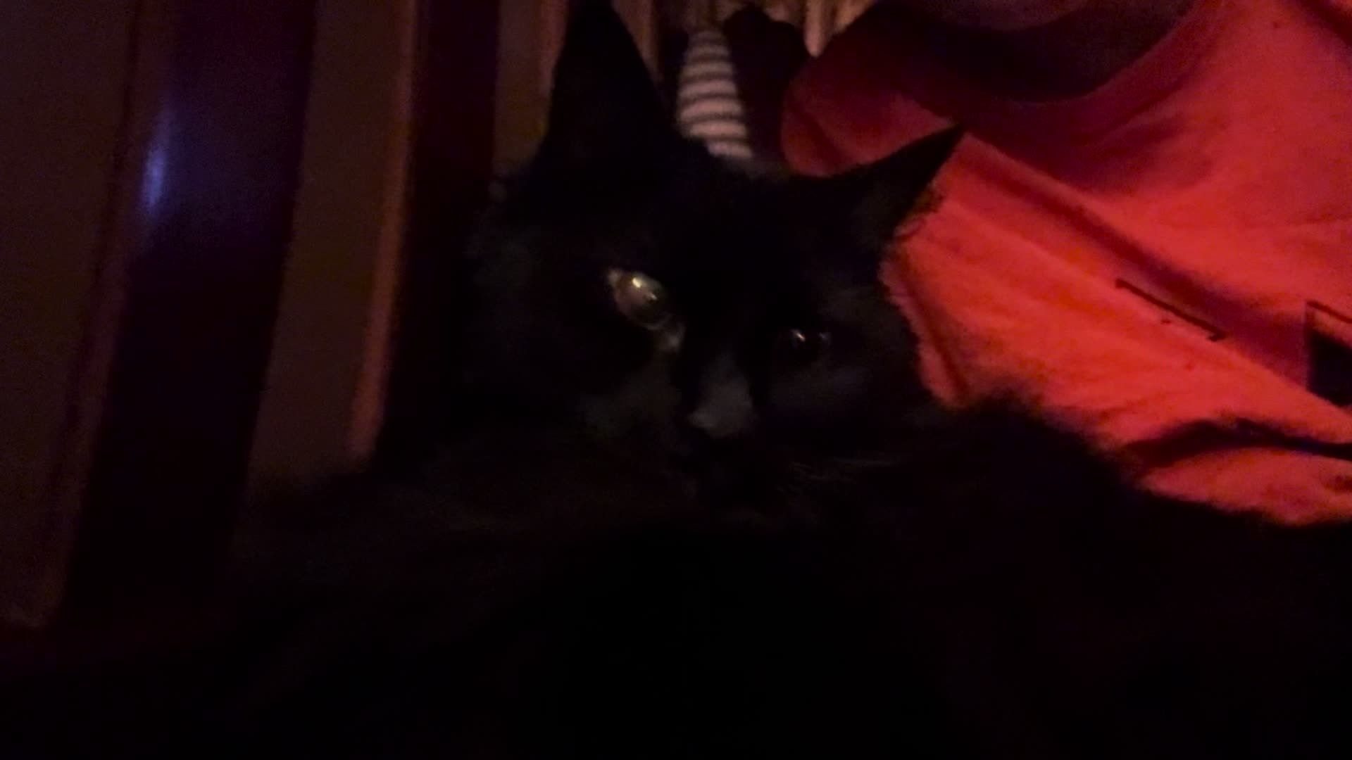 @NICO NATION 🐈⬛