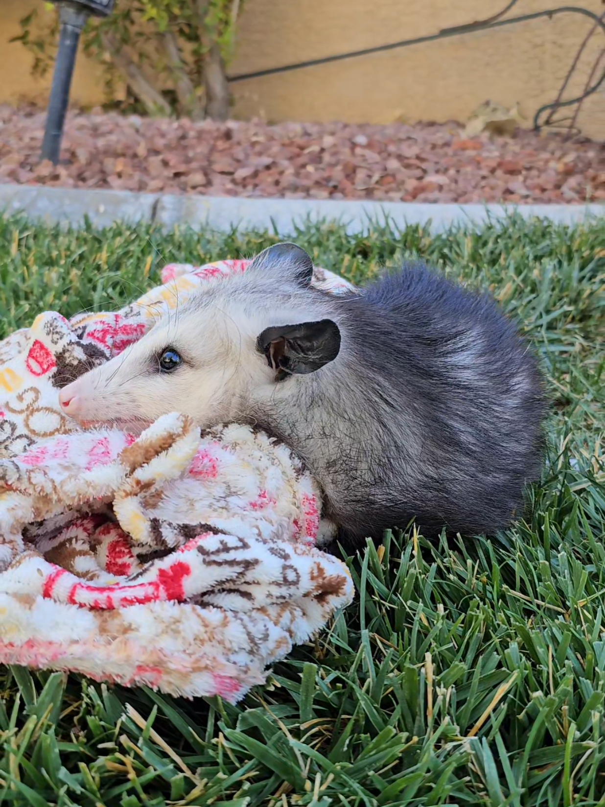 @OPOSSUMDAWGMOM