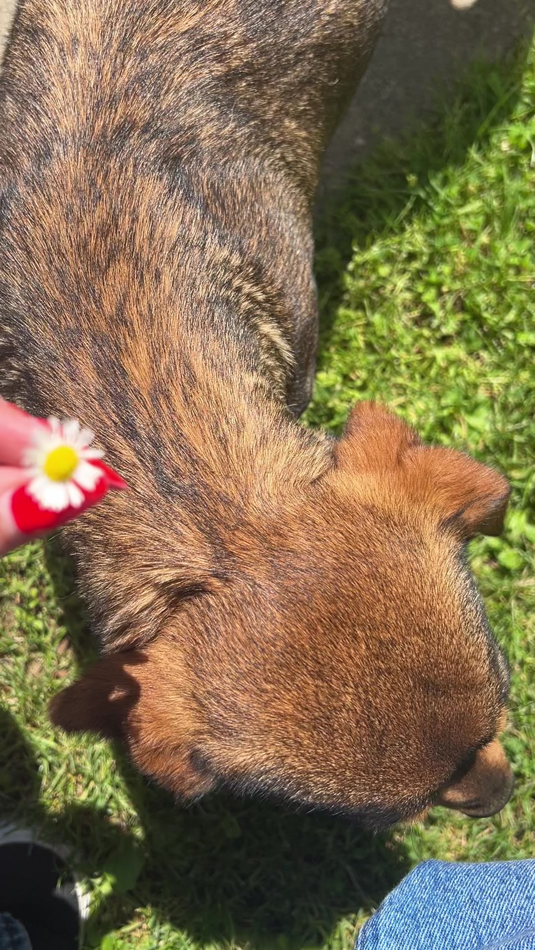 @ɪᴠᴀɴᴀ 🌼