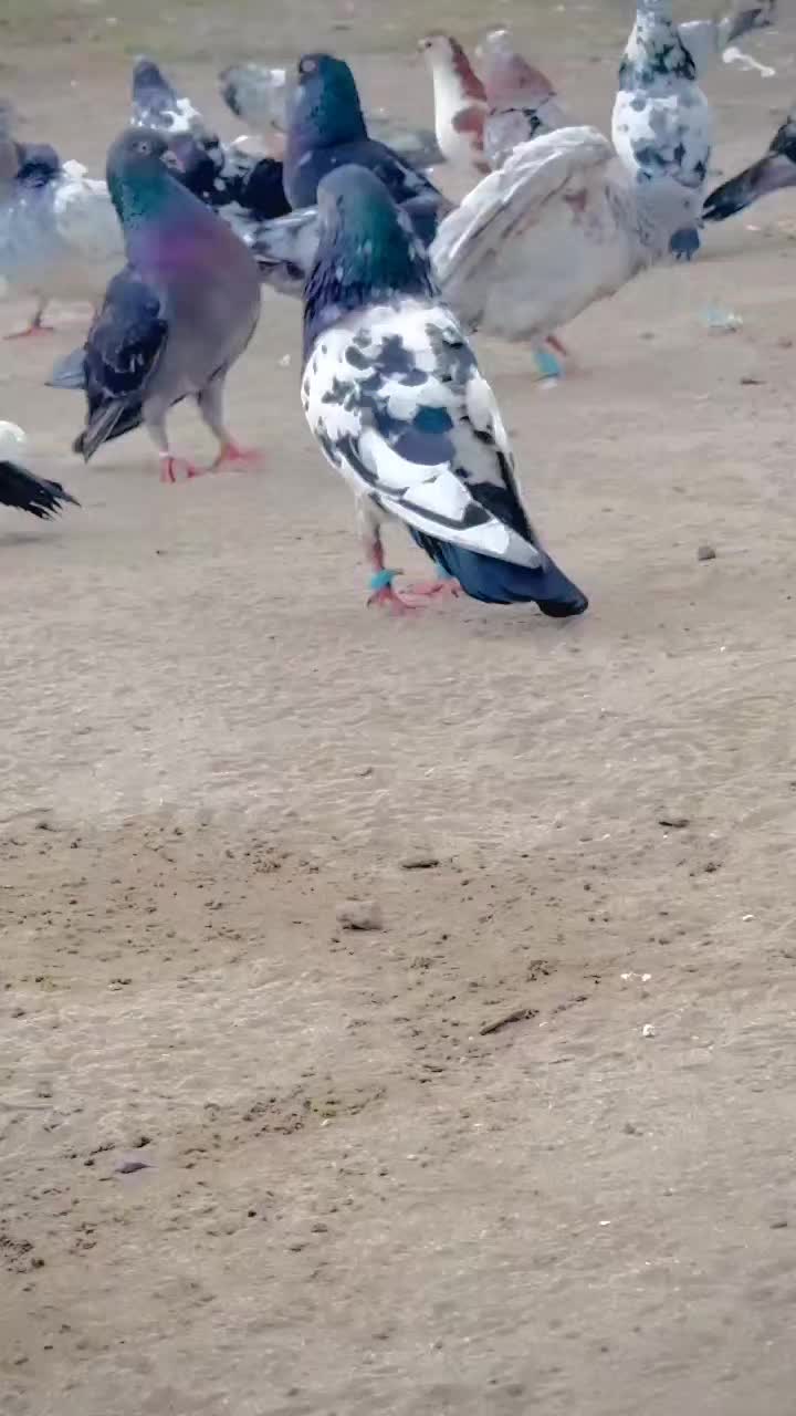 @عدیل رحمن لیہ وال کبوتر باز
