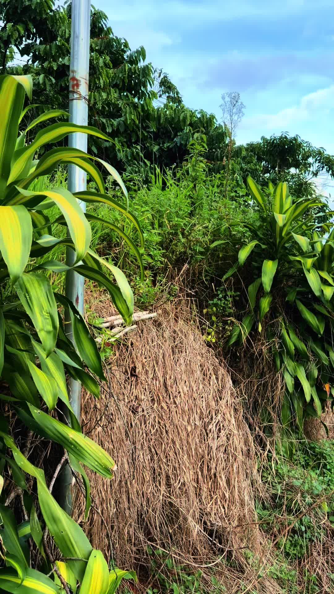 @Lạt Ph&aacute;t Độ