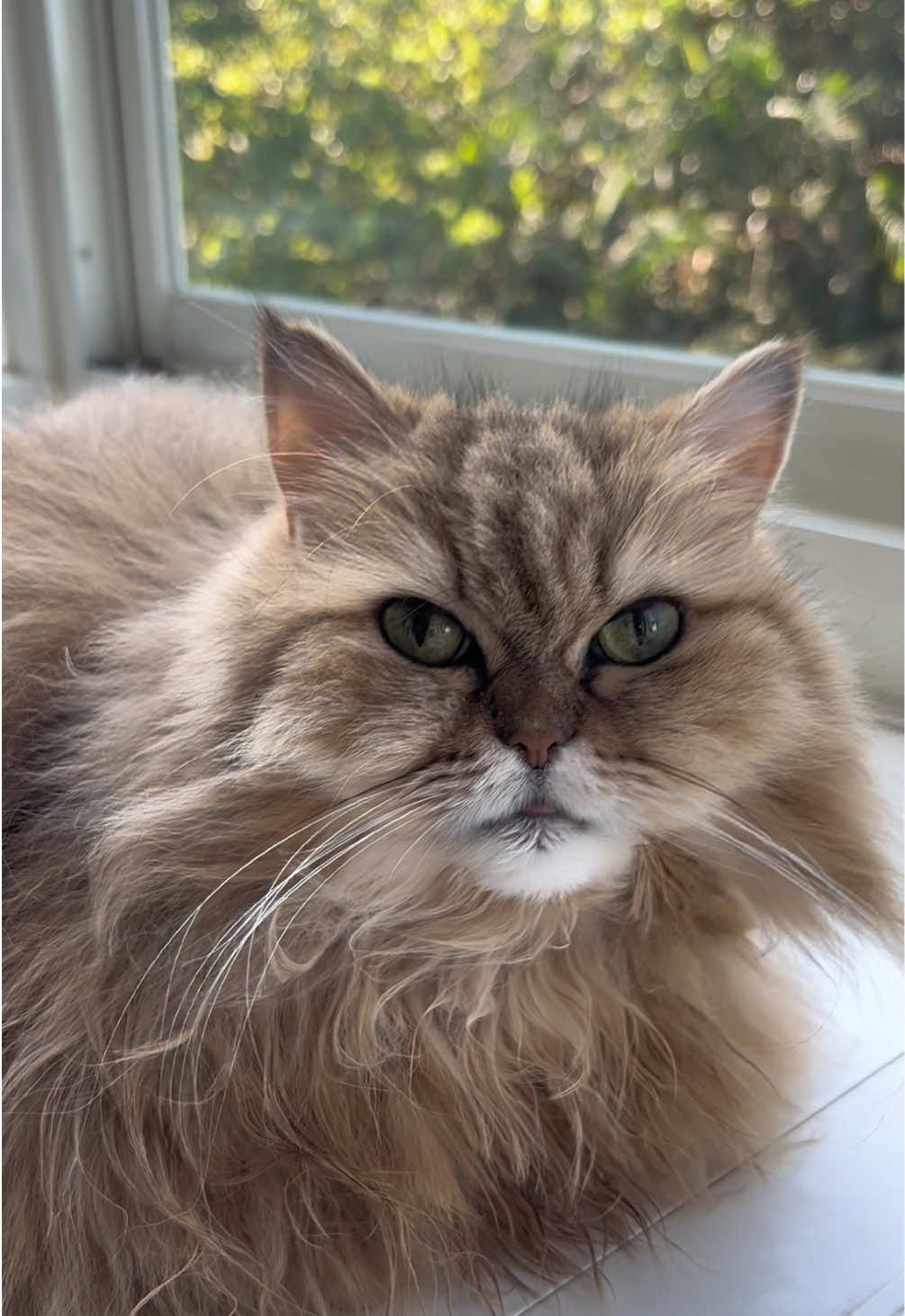 @🦷 Beboo the cat