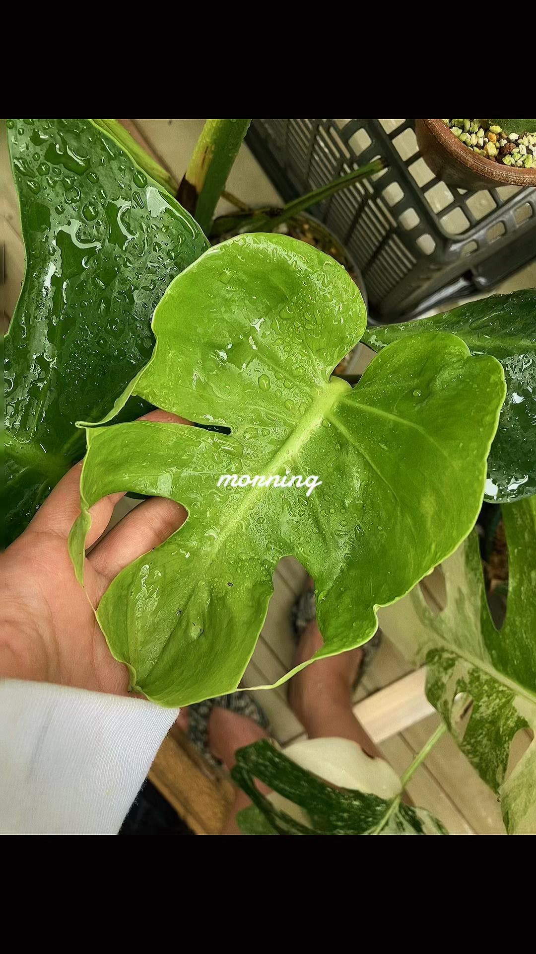 @plantsparadiseplanet