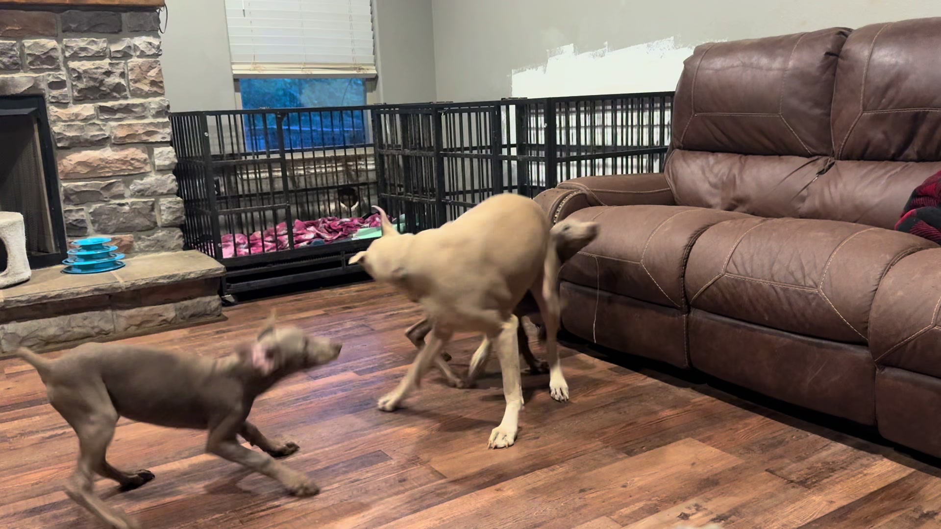 @Turnbull Dobermans