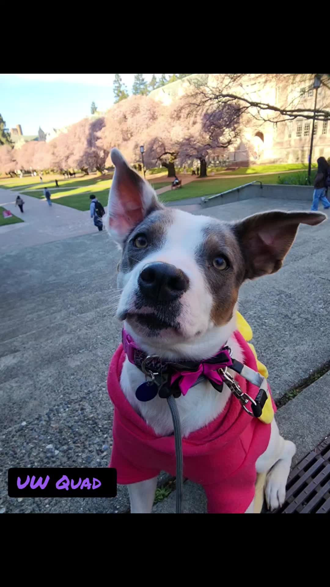 @bigbadscarypitbulls