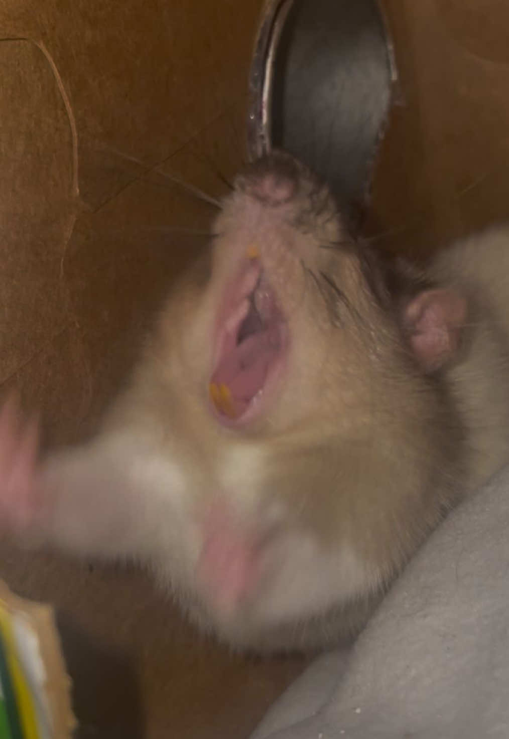 @rat