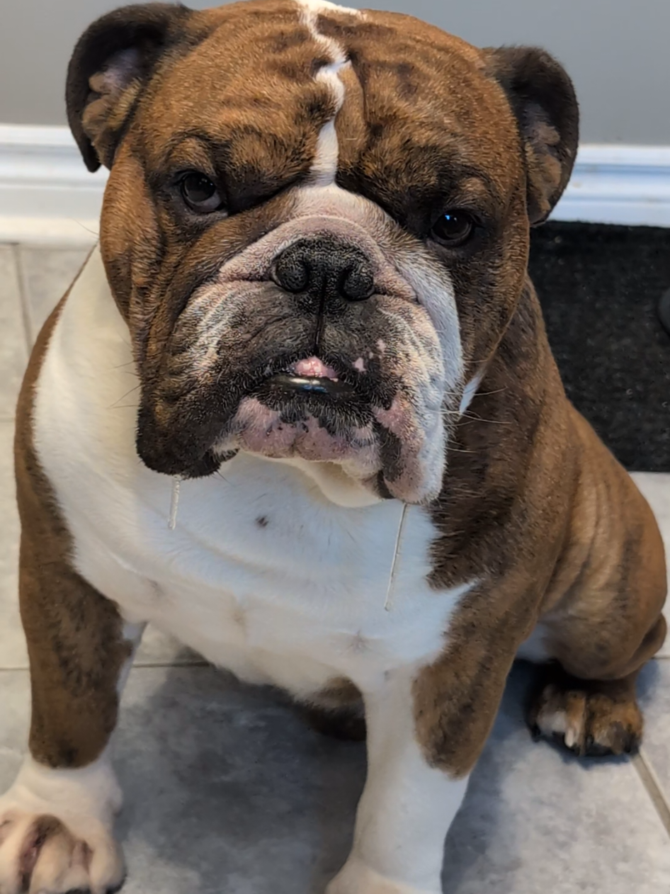 @Vinny The Bulldog