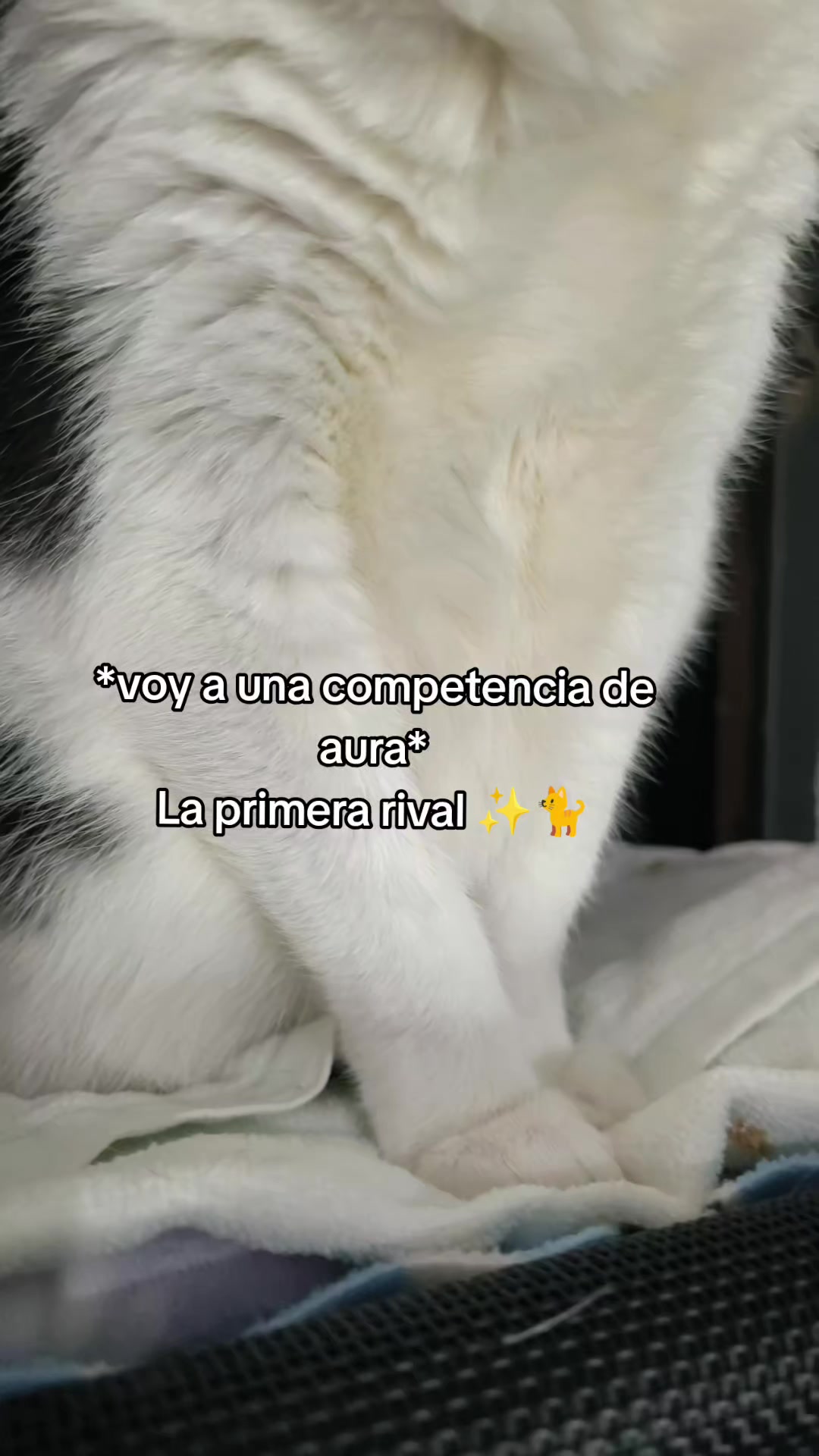 @Kiry Hols 🐈