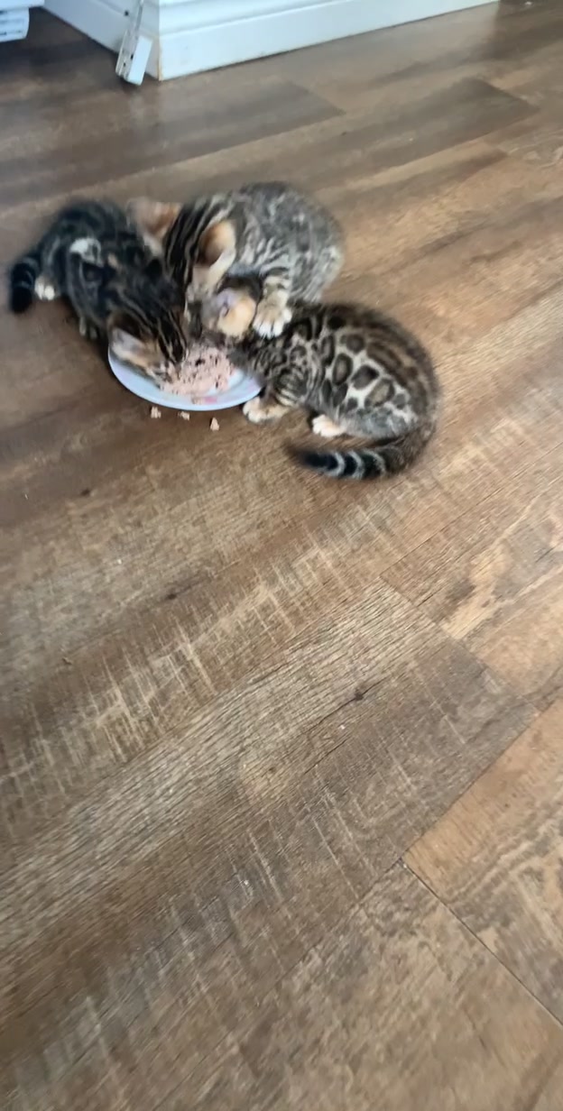 @Bengal Cats