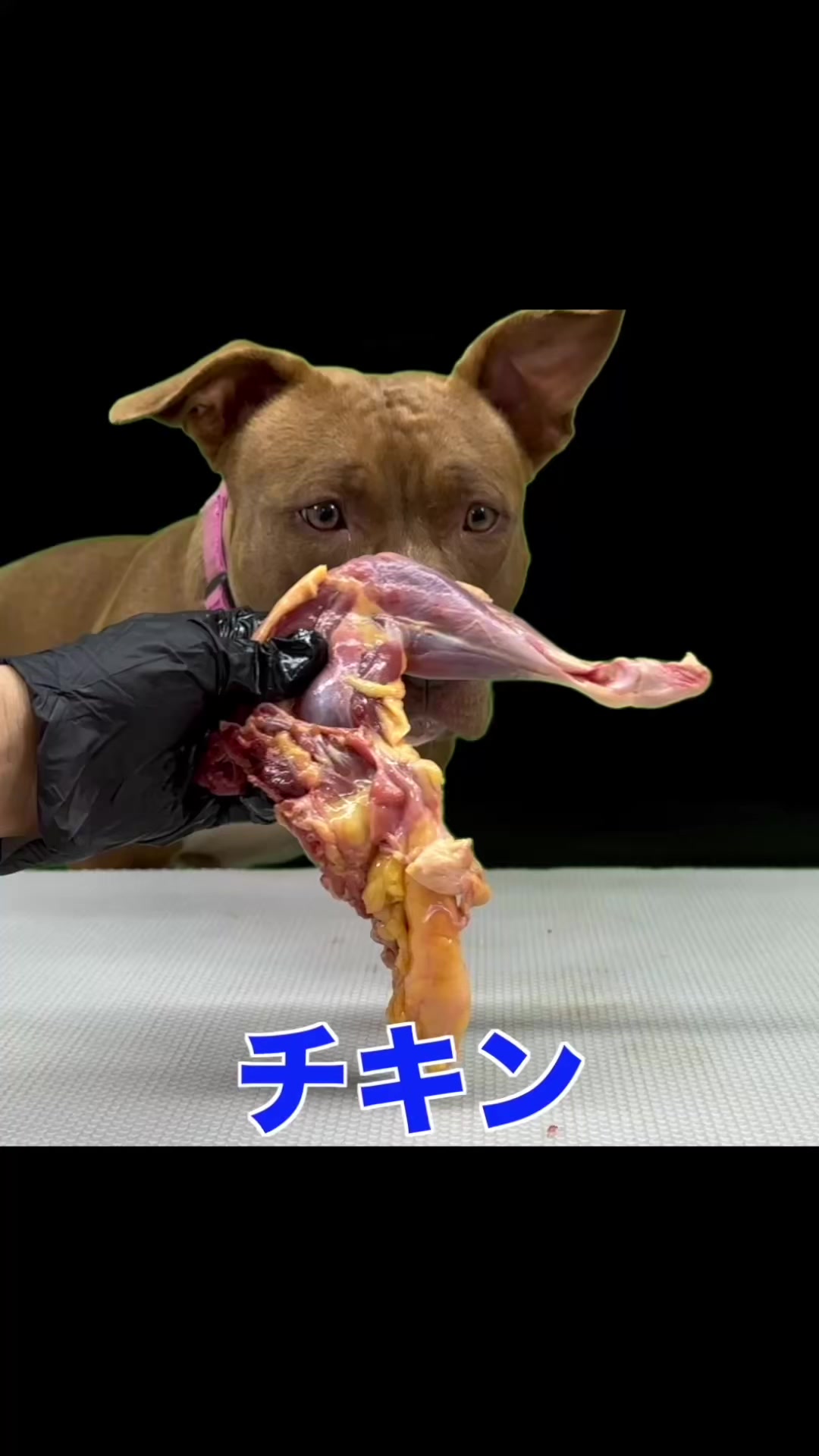 @バウンス　チャンネル