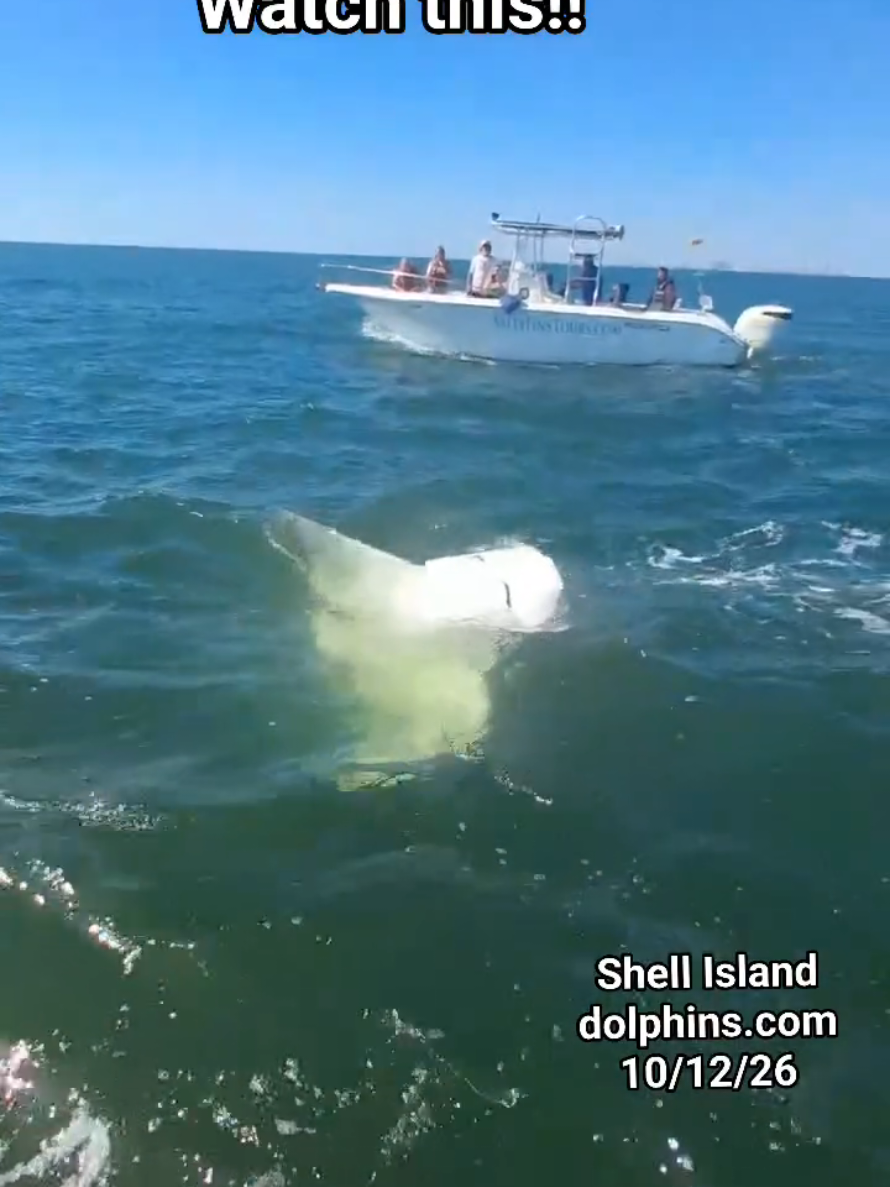 @Shell Island Dolphin Tours LLC